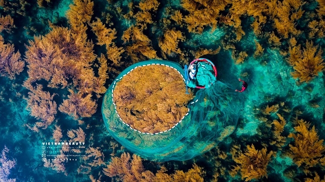 Lội rừng rong mơ Nhơn Hải