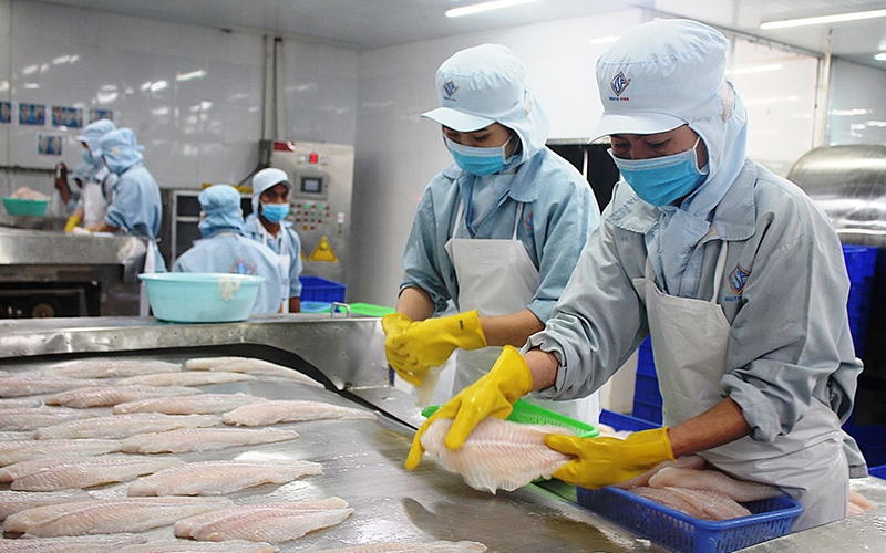 Tin tức kinh tế ngày 14/11: Xuất khẩu cá tra giảm tốc