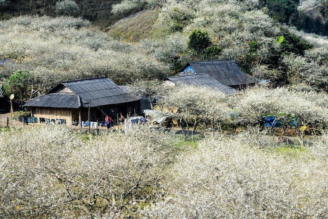 Du lịch Mộc Châu - Những trải nghiệm không nên bỏ lỡ