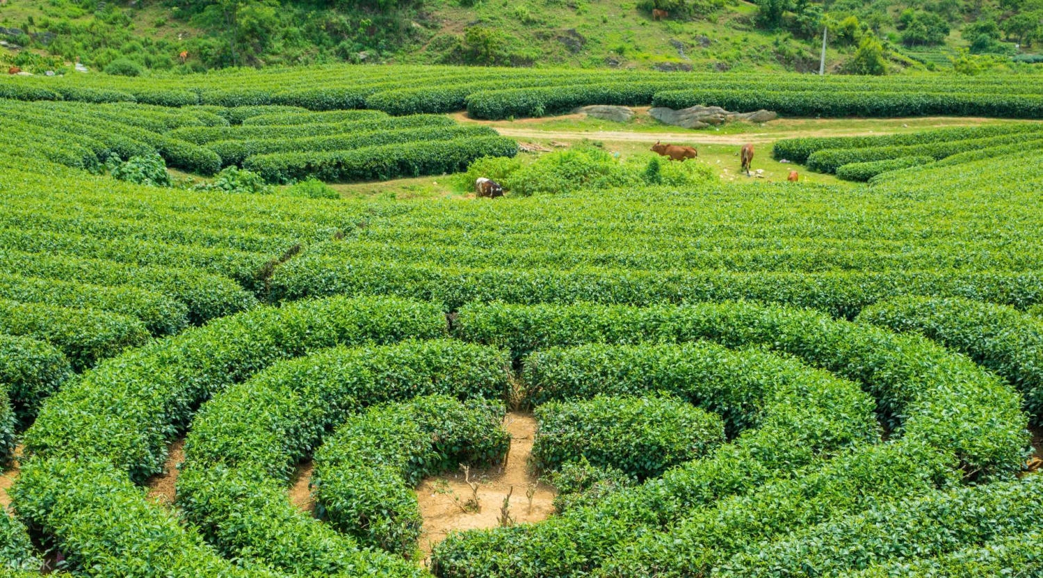 Du lịch Mộc Châu - Những trải nghiệm không nên bỏ lỡ