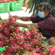 Tin tức kinh tế ngày 19/11: Xuất khẩu rau quả sang Trung Quốc tăng mạnh