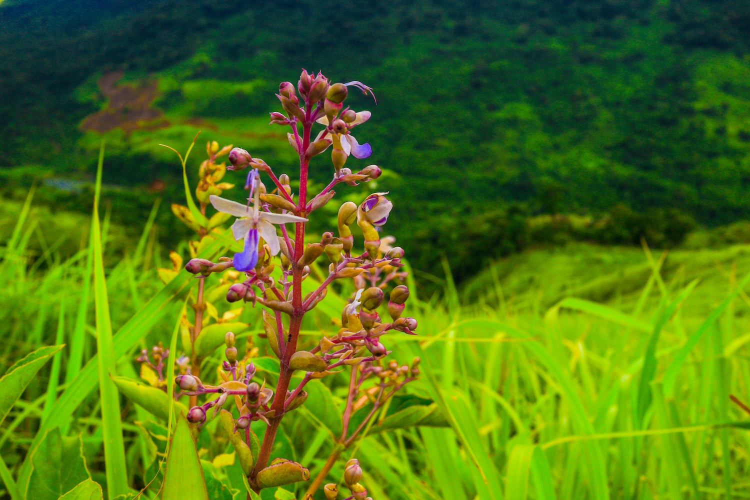 Khánh Sơn - Miền cao nguyên xanh