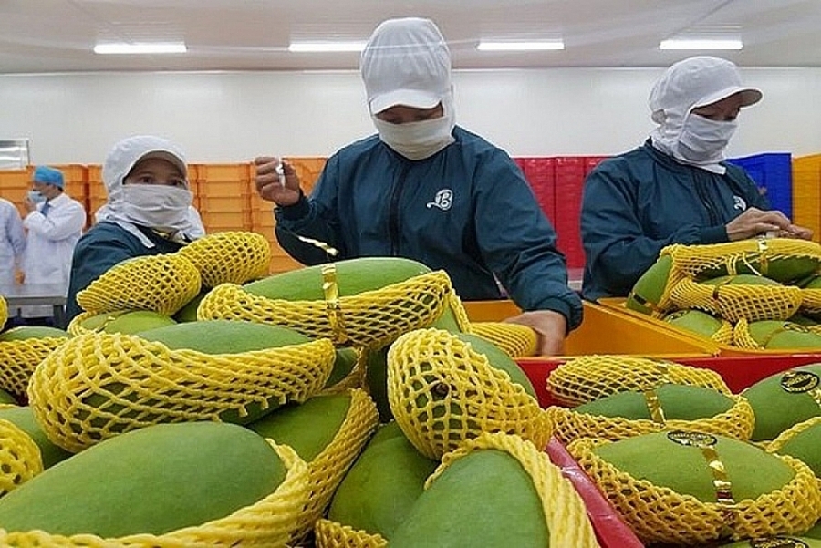 Tin tức kinh tế ngày 19/2: Xuất khẩu rau quả chế biến tăng trưởng khả quan