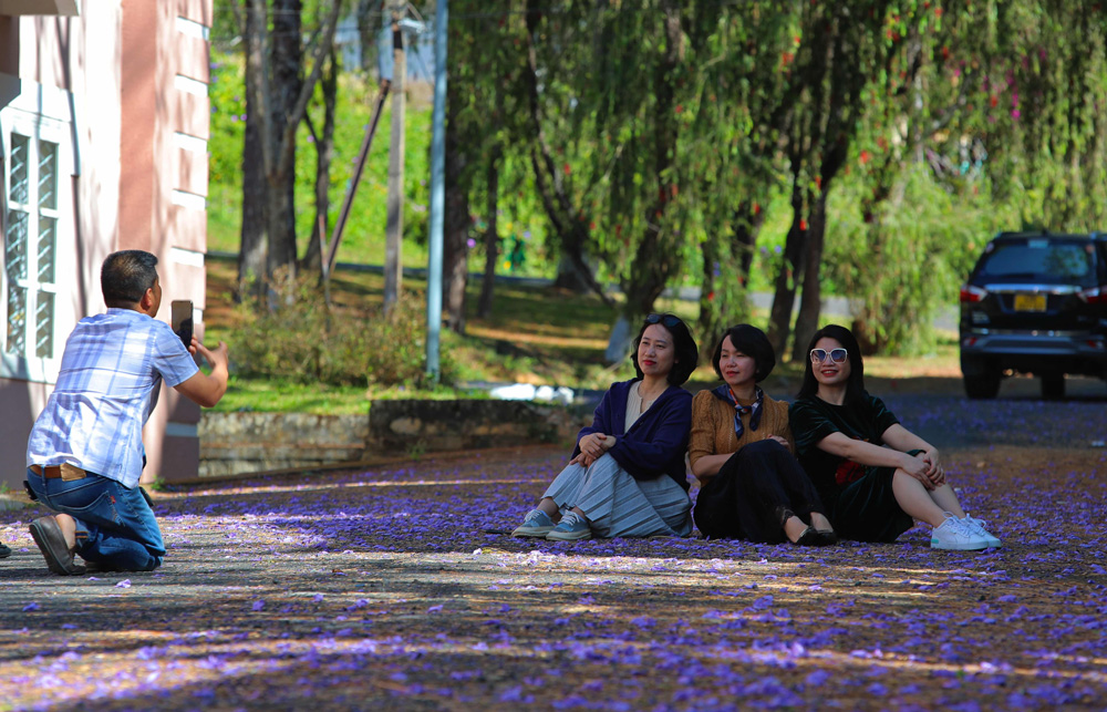 Phượng tím, hoa ban khoe sắc giữa tiết trời tháng 3