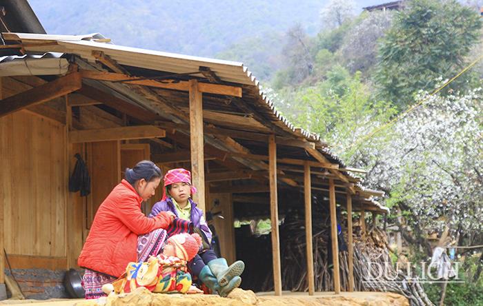 Về Nậm Nghiệp chiêm ngưỡng sắc hoa Sơn tra nở trắng núi rừng Về Nậm Nghiệp chiêm ngưỡng sắc hoa Sơn tra nở trắng núi rừng