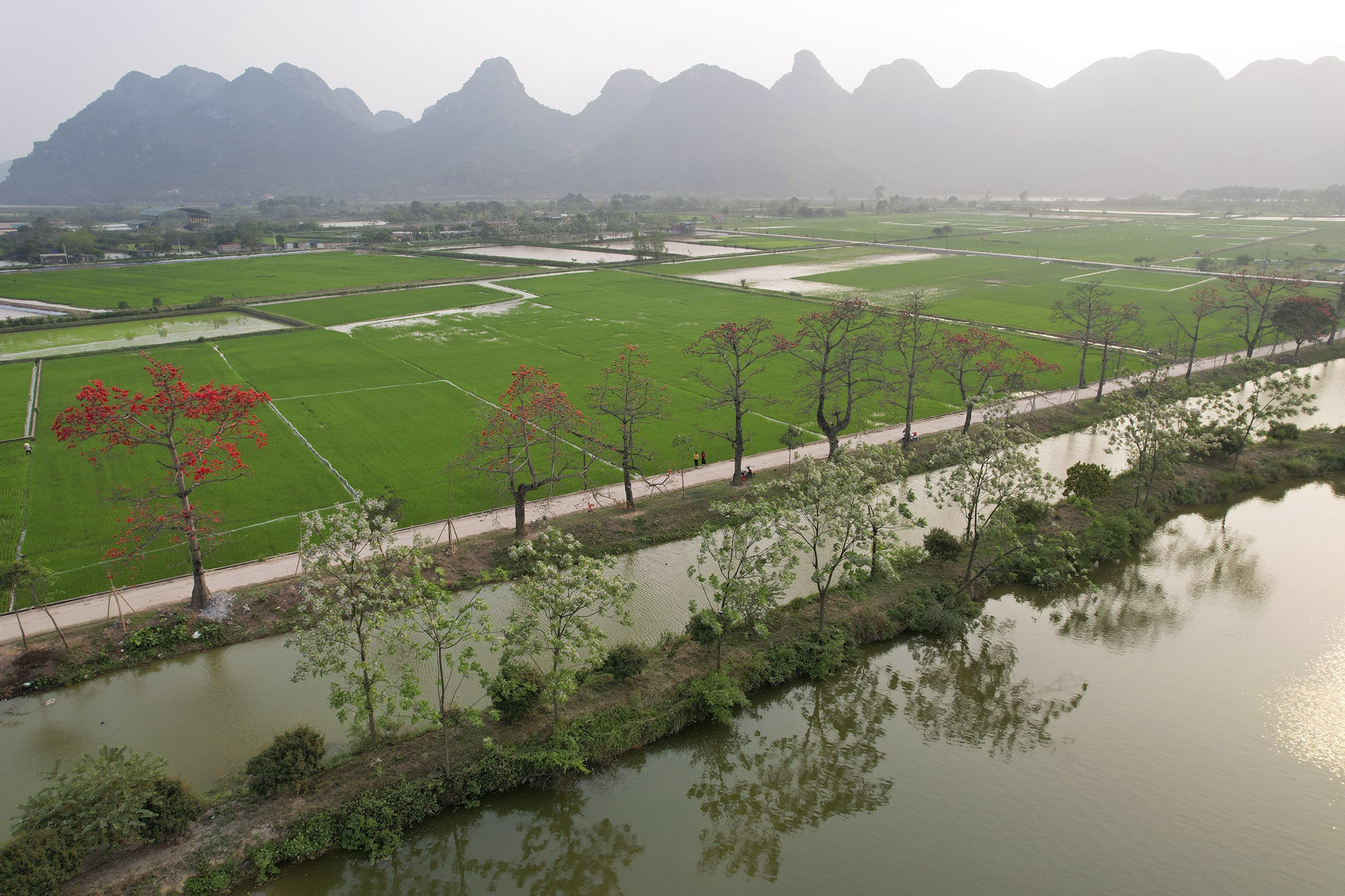 Hoa gạo nở đỏ rực từ nông thôn đến thành phố - 1