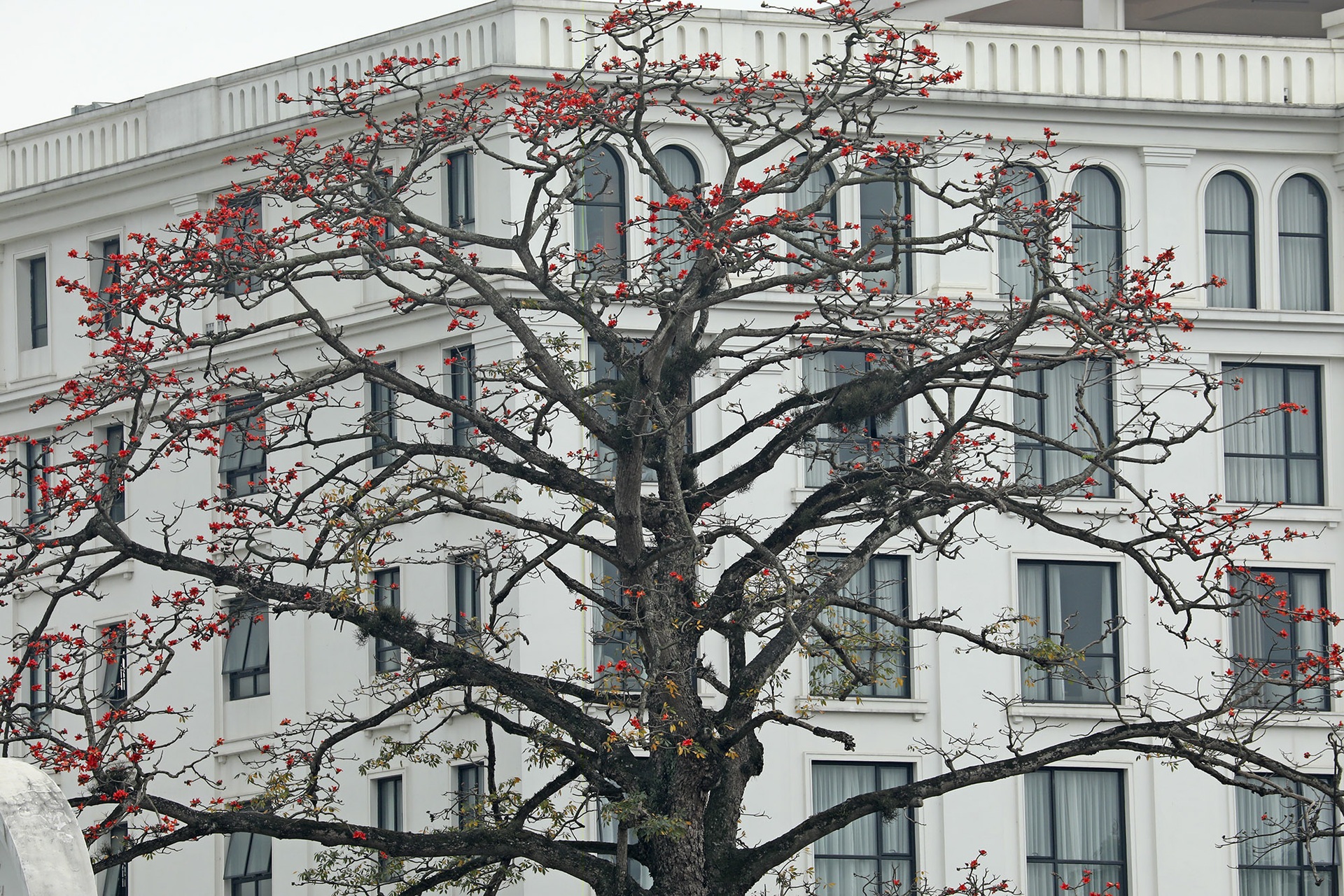 Hoa gạo nở đỏ rực từ nông thôn đến thành phố - 10