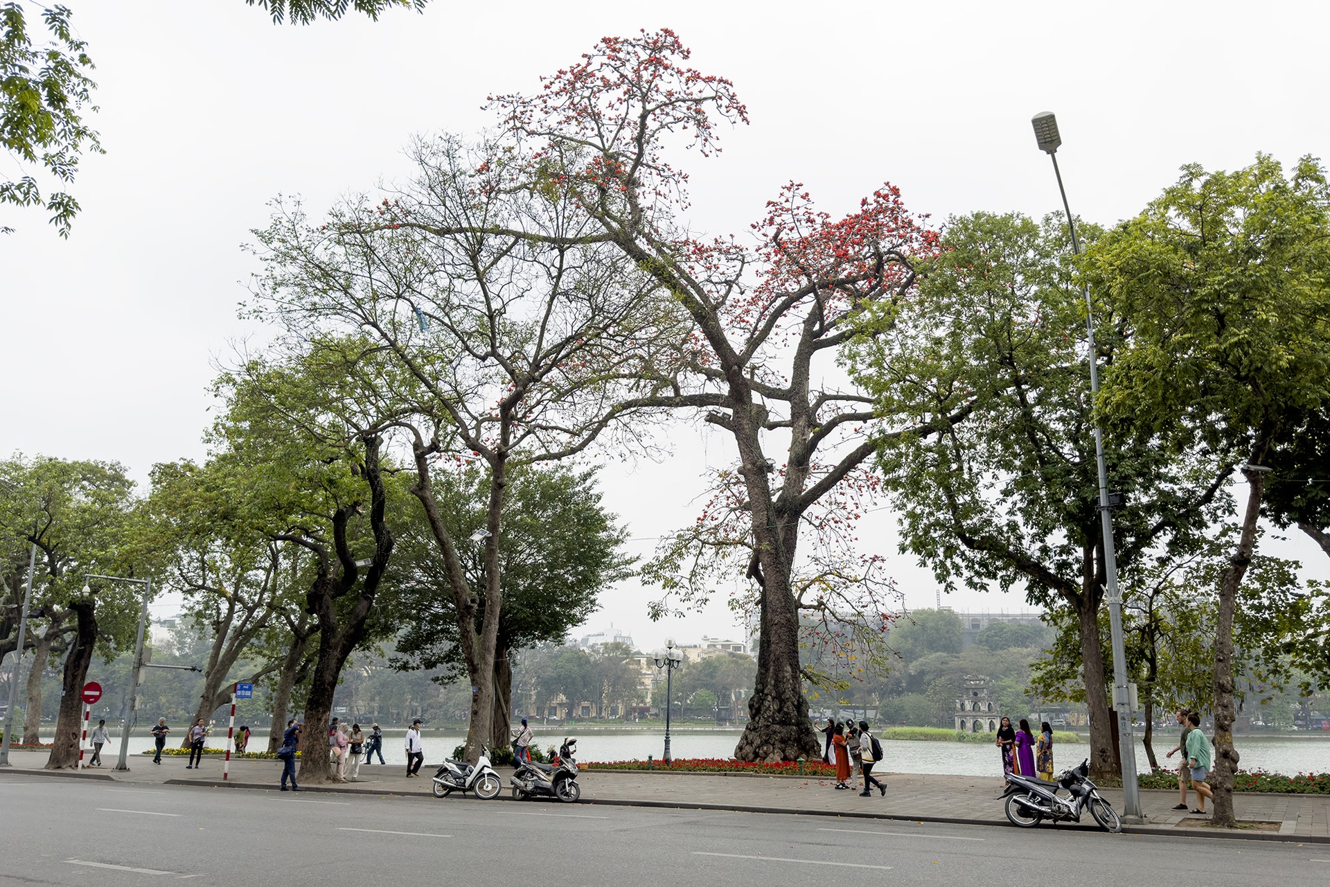 Hoa gạo nở đỏ rực từ nông thôn đến thành phố - 11