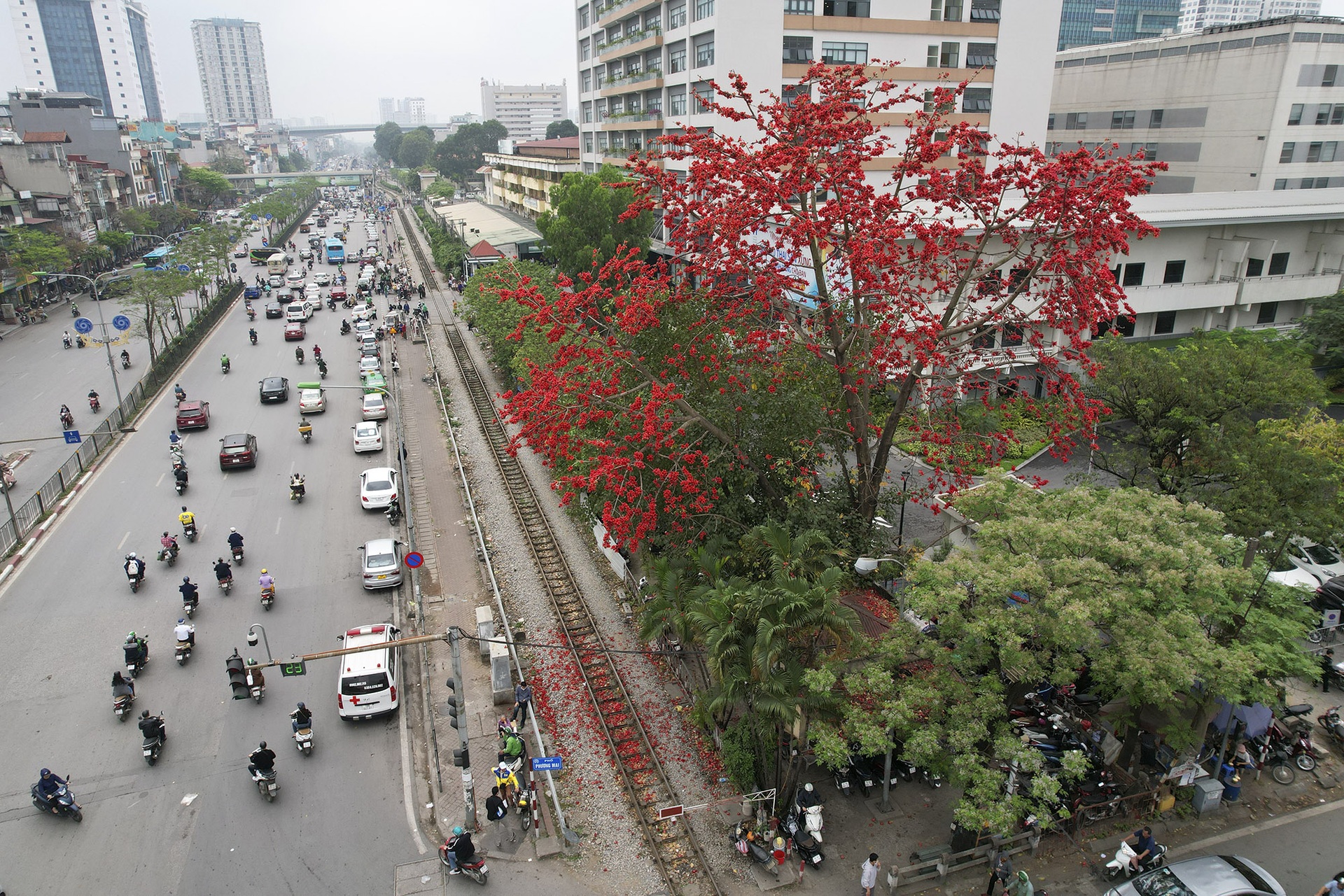 Hoa gạo nở đỏ rực từ nông thôn đến thành phố - 6