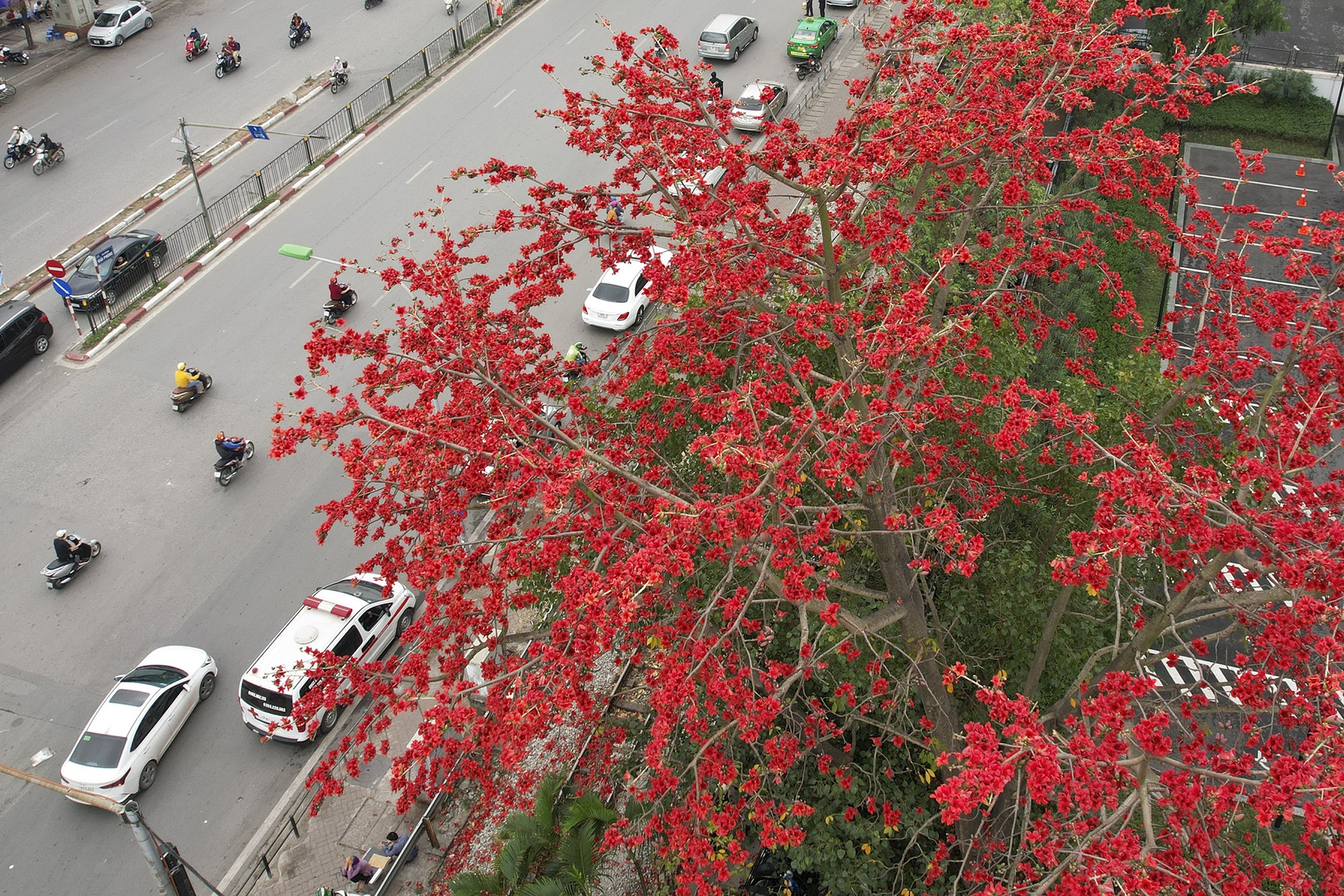 Hoa gạo nở đỏ rực từ nông thôn đến thành phố - 7