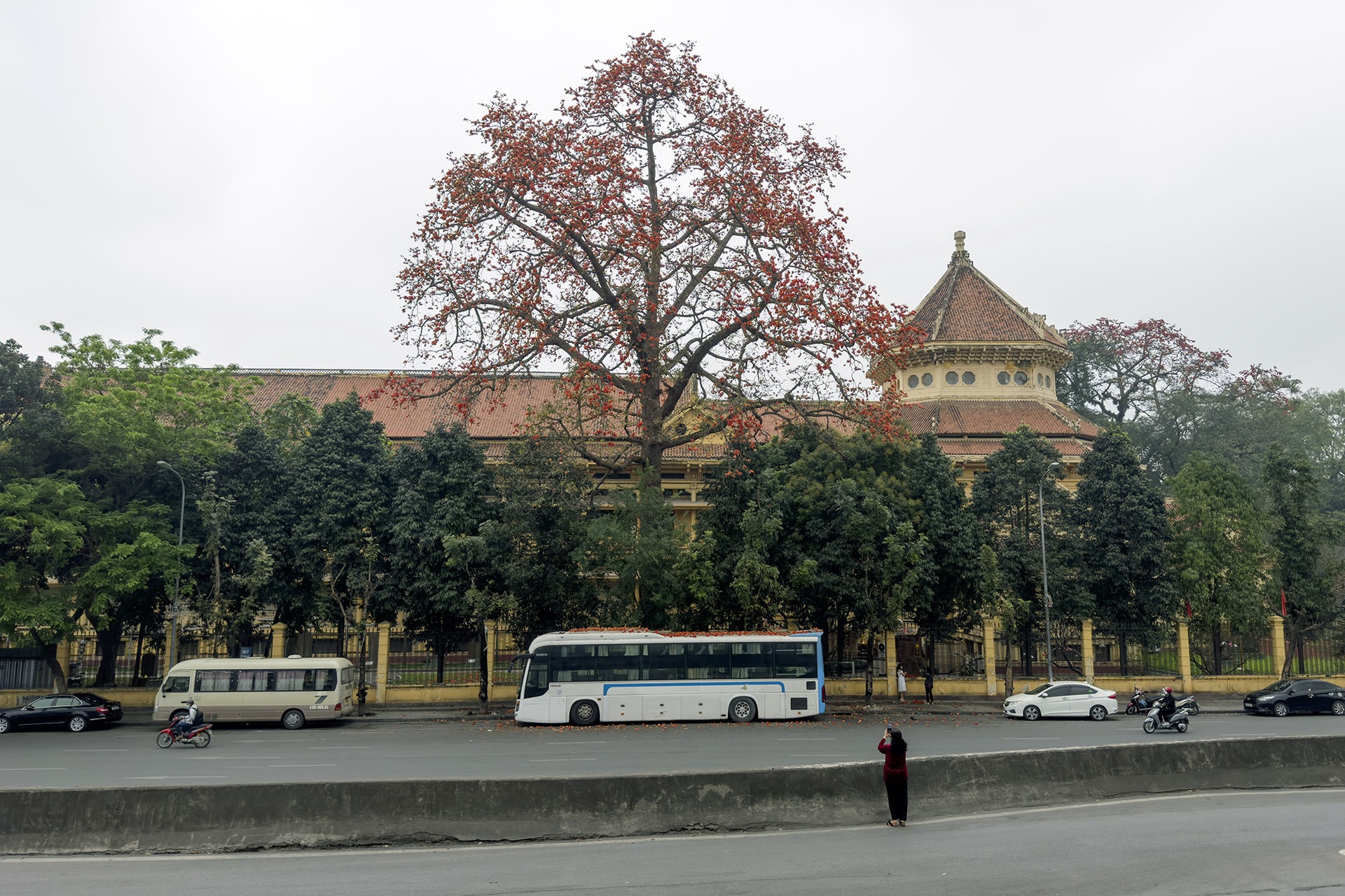 Hoa gạo nở đỏ rực từ nông thôn đến thành phố - 8