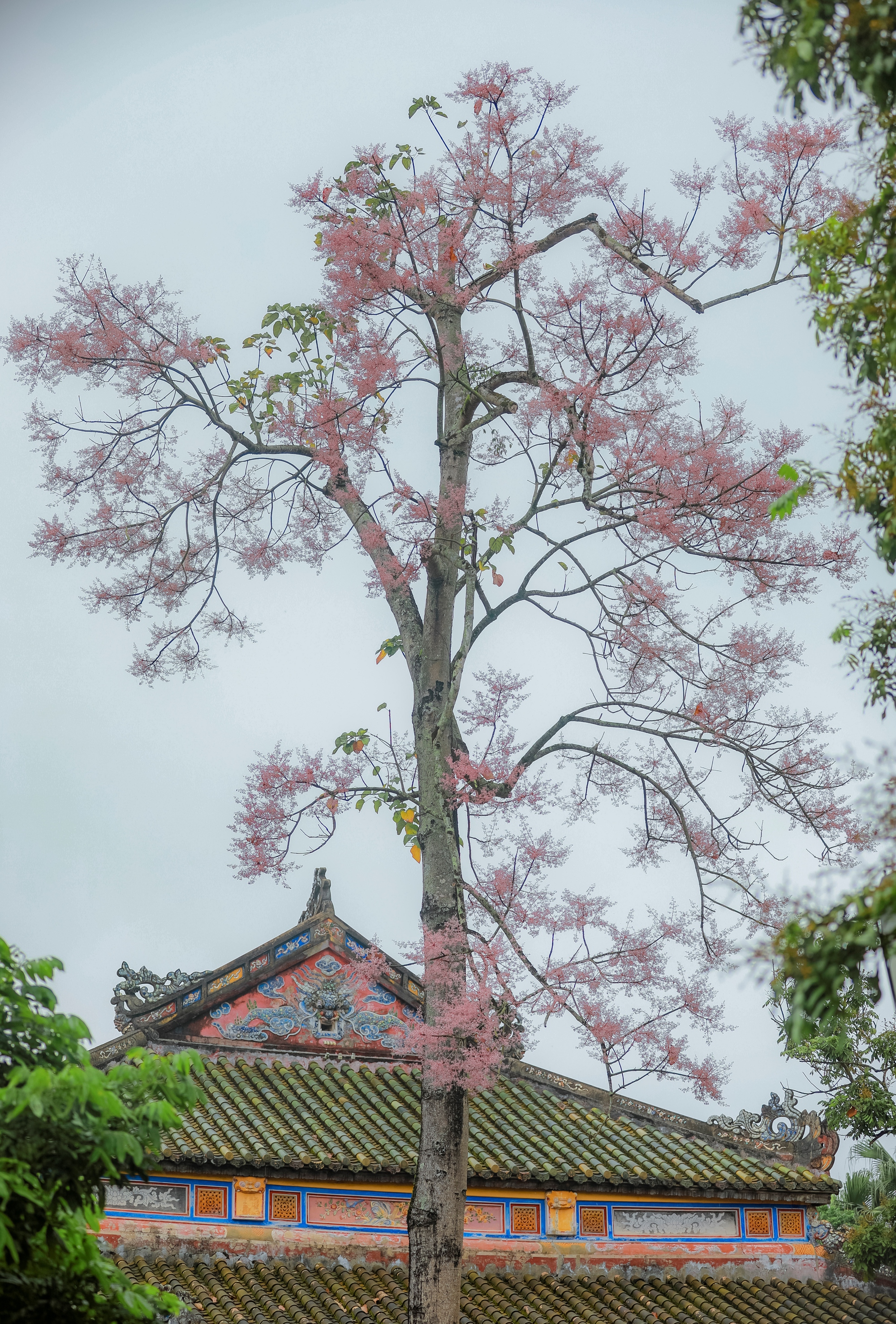 Đẹp nao lòng mùa ngô đồng đơm hoa ở Hoàng thành Huế