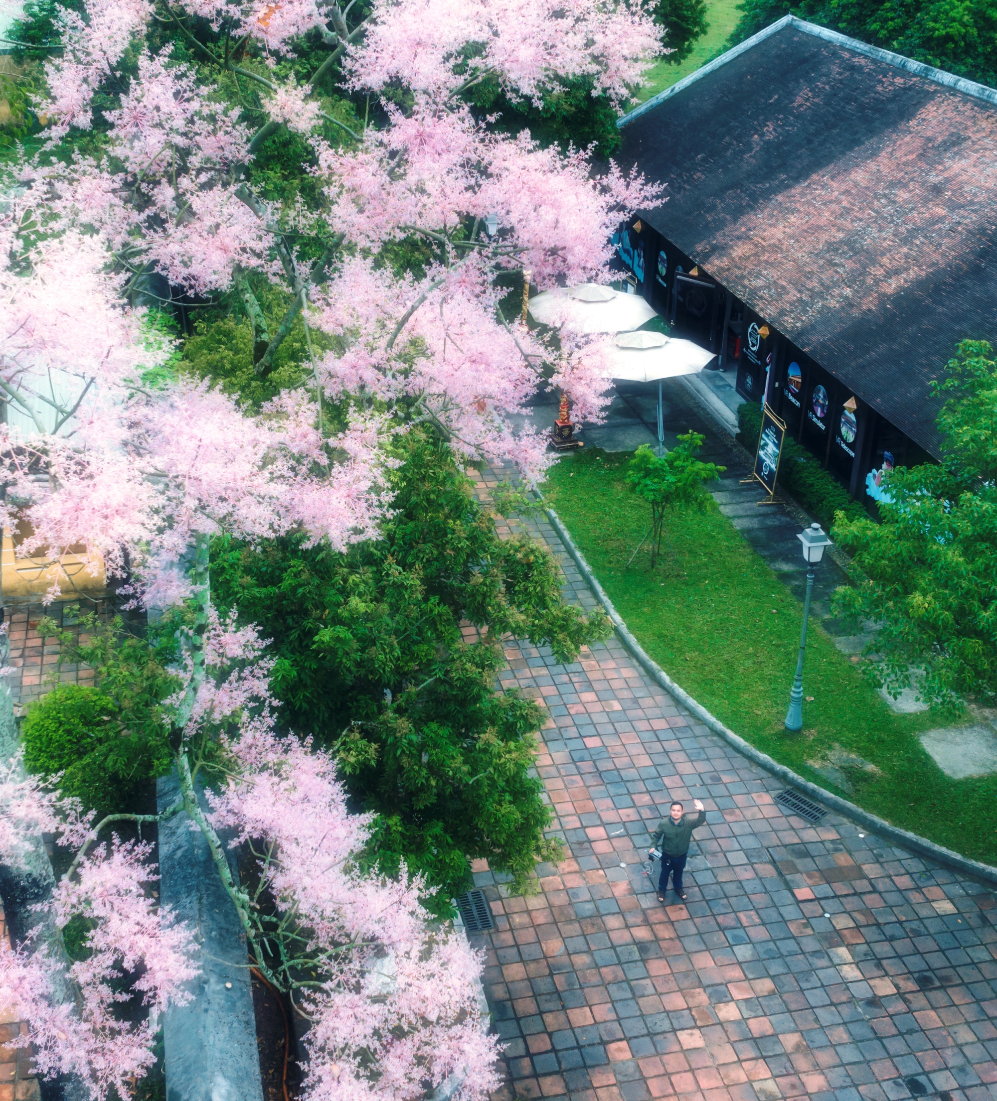 Đẹp nao lòng mùa ngô đồng đơm hoa ở Hoàng thành Huế