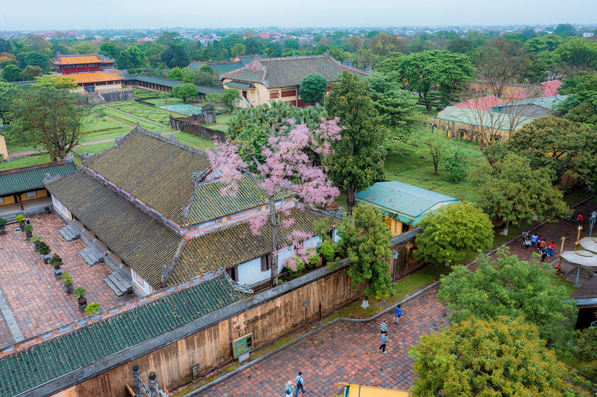 Đẹp nao lòng mùa ngô đồng đơm hoa ở Hoàng thành Huế