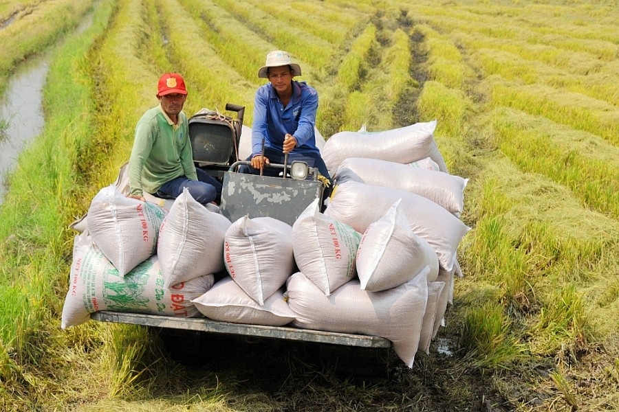 Tin tức kinh tế ngày 16/4: Giá gạo xuất khẩu của Việt Nam giữ ổn định
