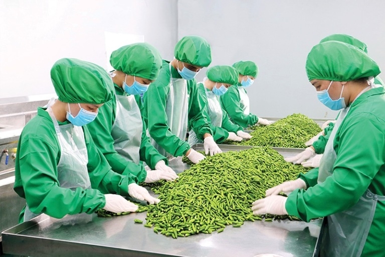Tin tức kinh tế ngày 16/5: Xuất khẩu rau quả là điểm sáng trong hoạt động xuất khẩu