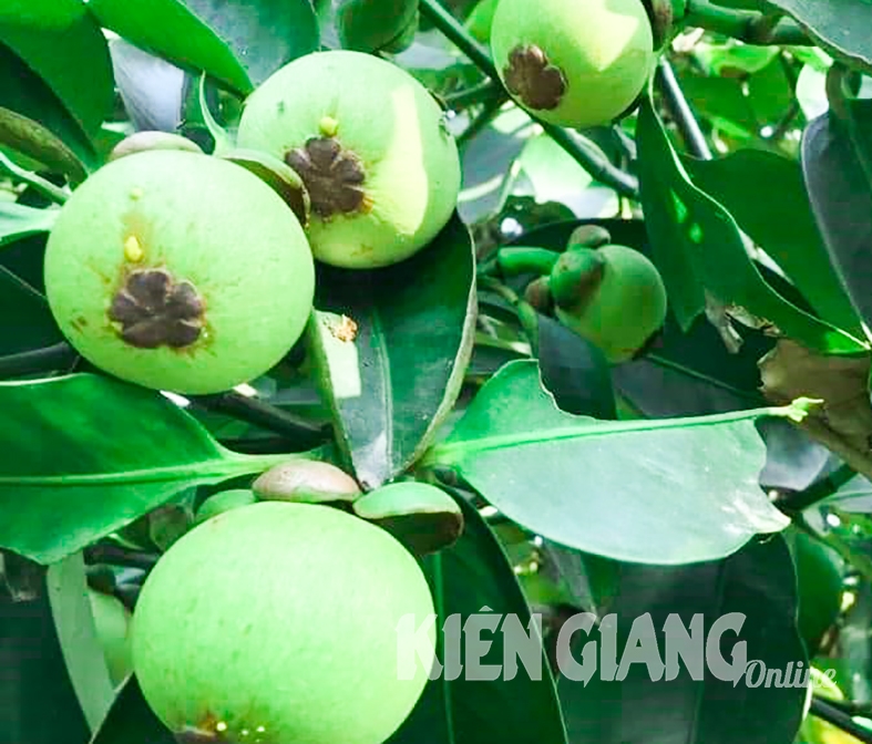 Gỏi gà măng cụt: Ẩm thực đặc sắc của Bình Dương