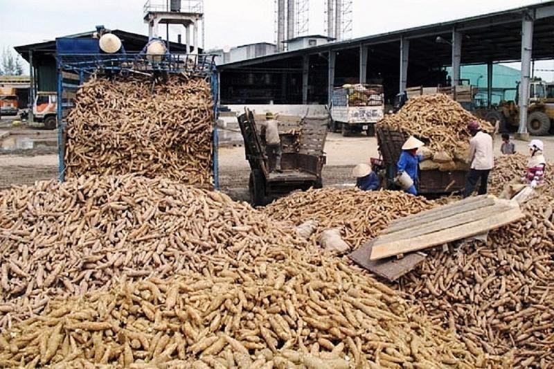Tin tức kinh tế ngày 17/5: Xuất khẩu sắn sang Nhật Bản tăng mạnh