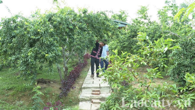 Lào Cai: Bắc Hà chuẩn bị điều kiện đón khách tham quan, trải nghiệm vườn mận