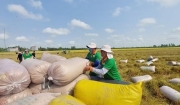 Tin tức kinh tế ngày 4/6: Xuất khẩu gạo đạt kỷ lục và thắng lợi kép