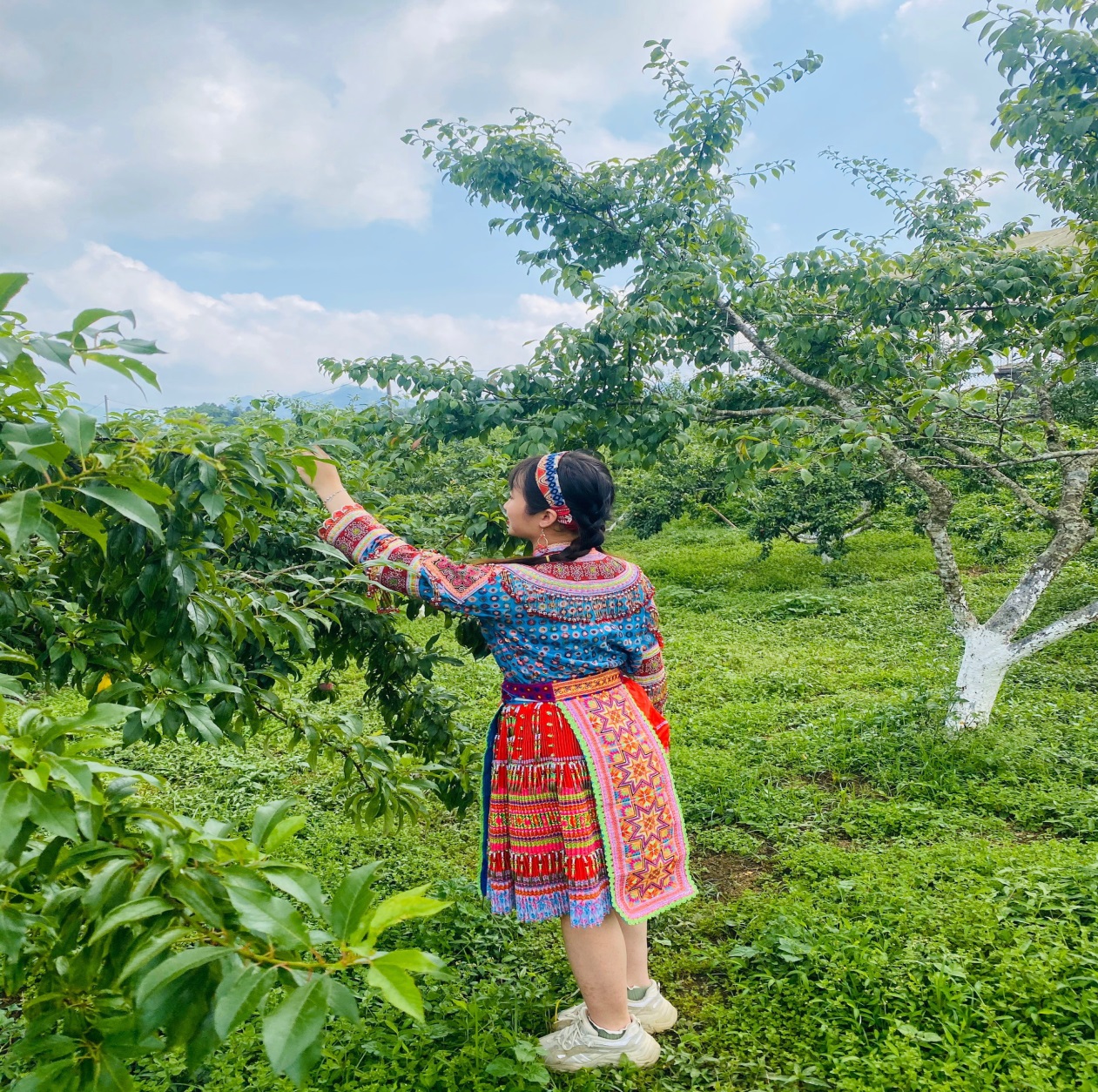 Mận tam hoa chín đỏ trên “Cao nguyên trắng Bắc Hà” níu chân du khách