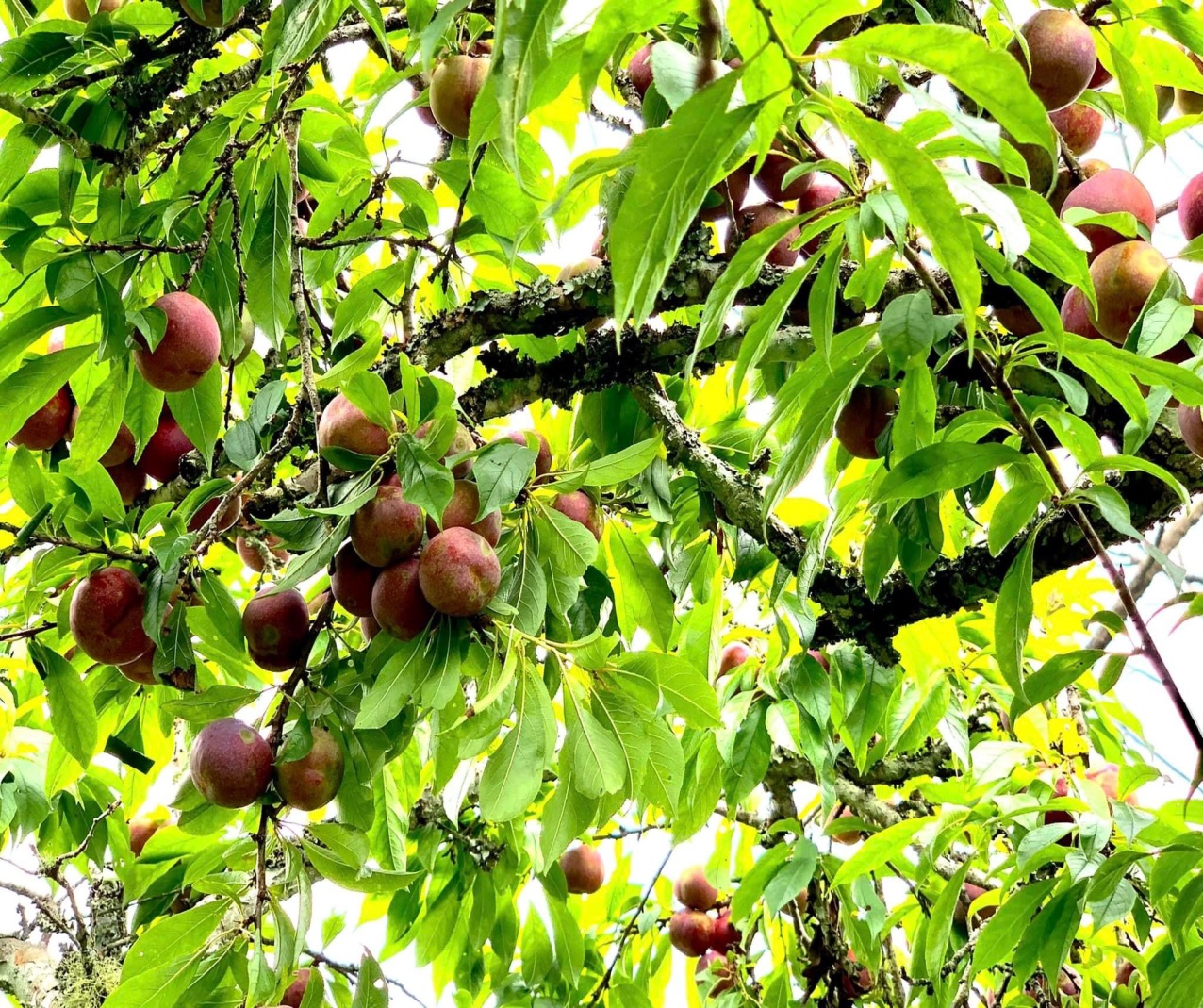 Mận tam hoa chín đỏ trên “Cao nguyên trắng Bắc Hà” níu chân du khách