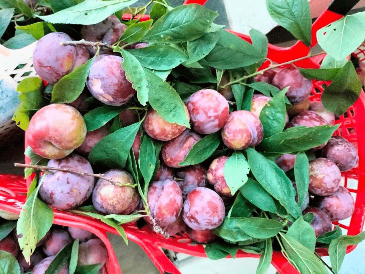 Mận tam hoa chín đỏ trên “Cao nguyên trắng Bắc Hà” níu chân du khách