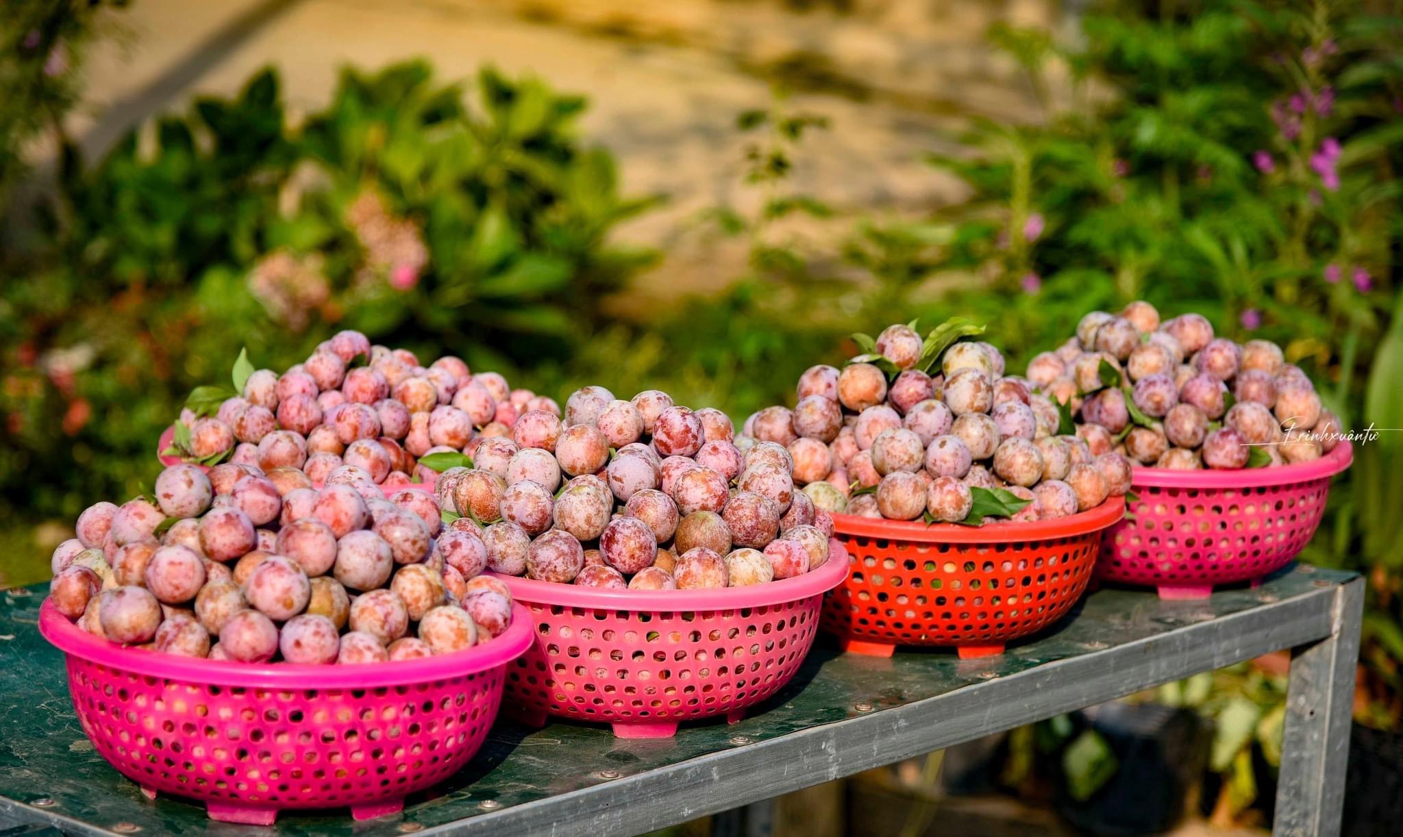 Mùa mận chín Nà Tấu