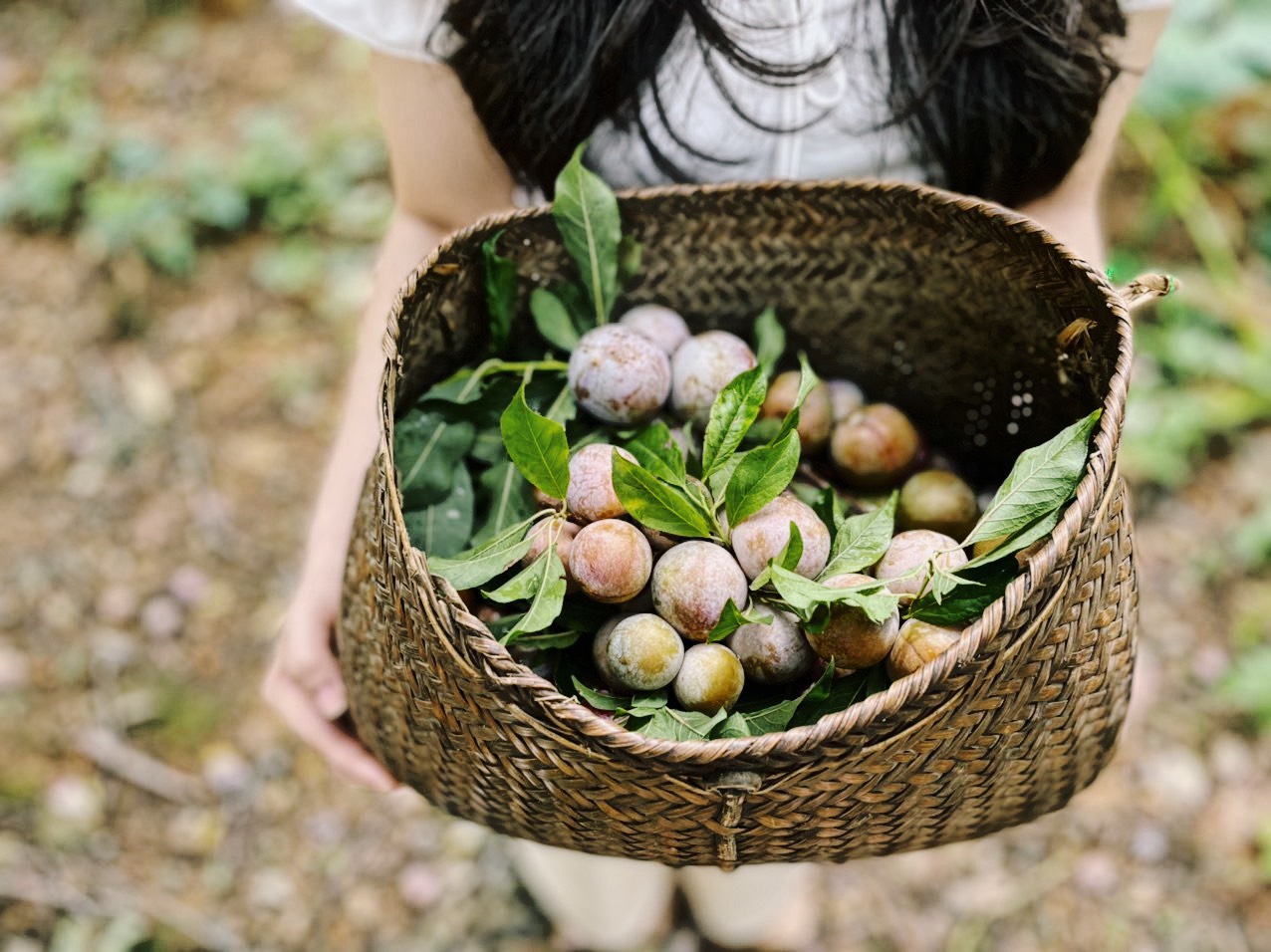 Mùa mận chín Nà Tấu