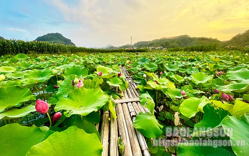 Rực rỡ sắc hoa giữa lòng thành phố Lạng Sơn Rực rỡ sắc hoa giữa lòng thành phố Lạng Sơn