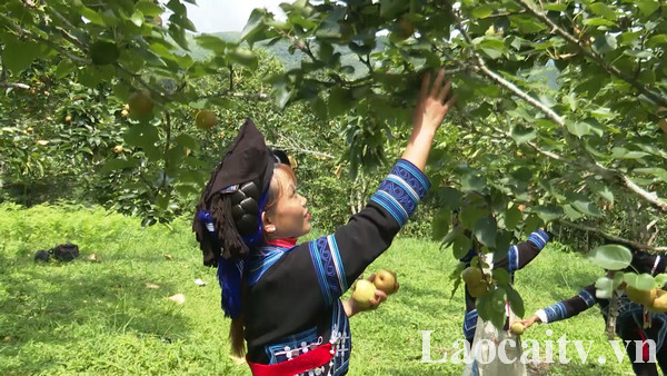 Lễ hội trải nghiệm hái lê huyện Bát Xát, Lào Cai