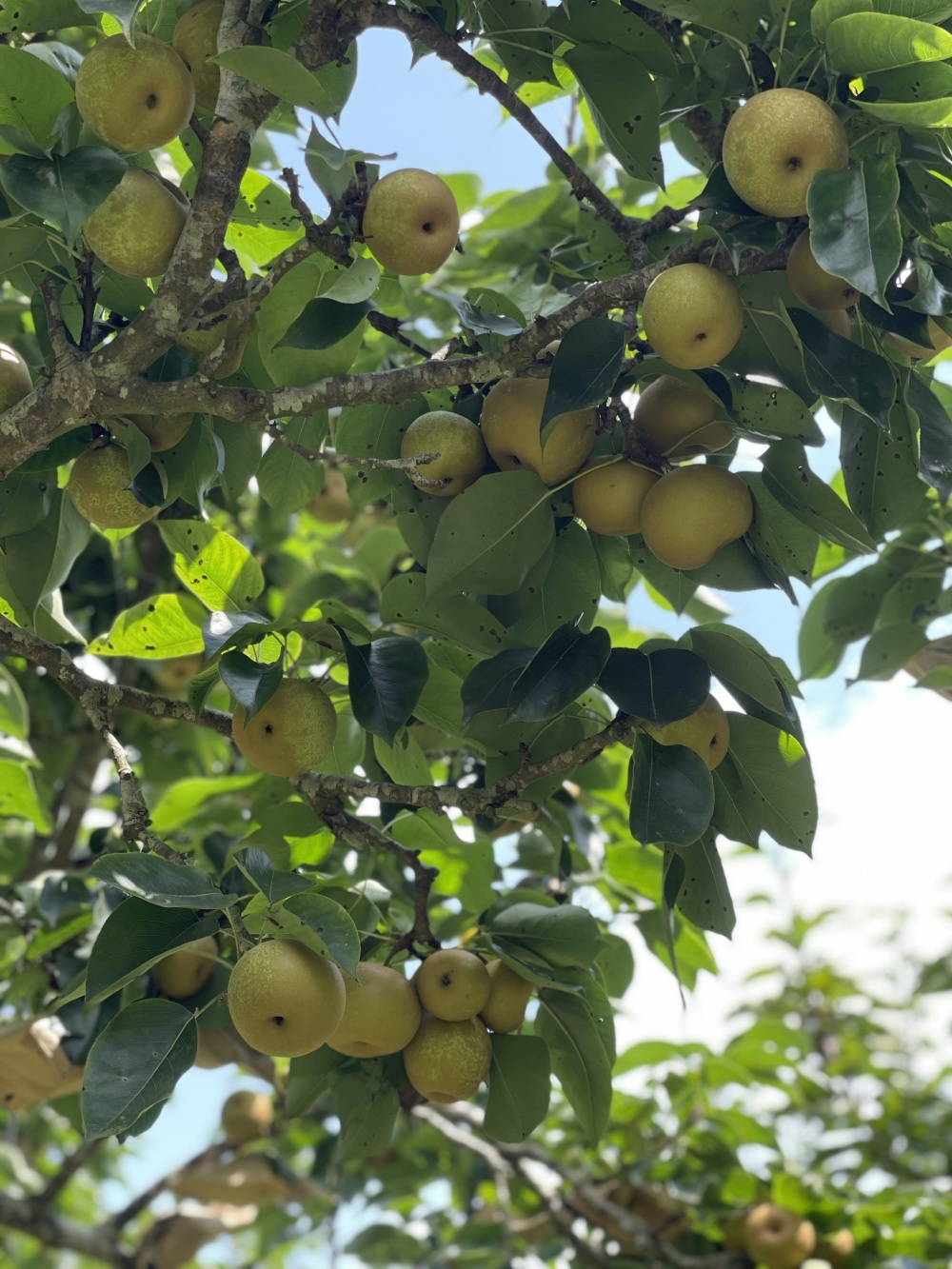 Những điểm đến hấp dẫn tránh nóng ở Lào Cai