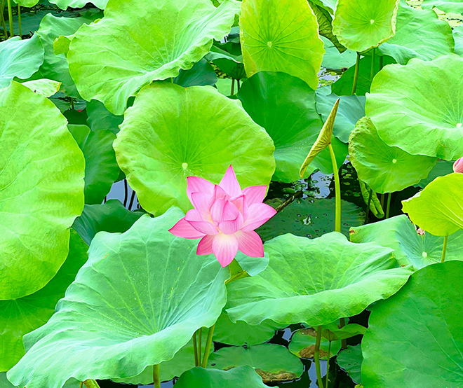 Mùa sen Vân Hội