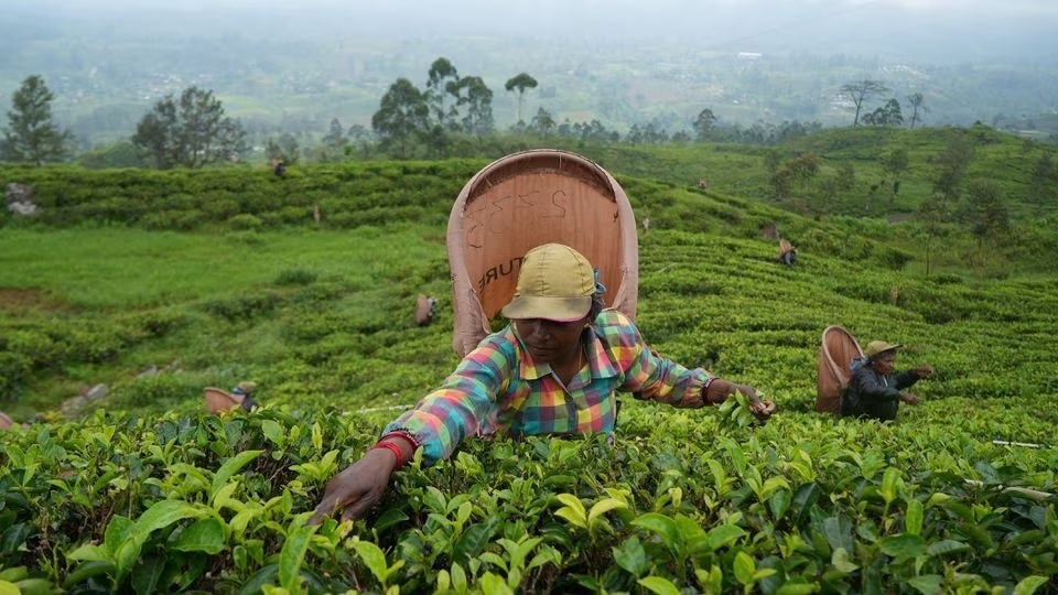 Sri Lanka tiếp tục dùng chè để trả nợ dầu mỏ cho Iran