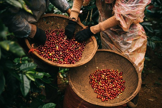 Tin tức kinh tế ngày 31/7: Xuất khẩu cà phê giảm xuống mức thấp nhất 6 năm