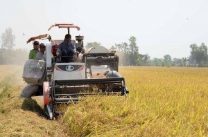 Philippines đàm phán mua thêm gạo Việt Nam, Ấn Độ