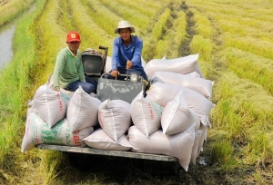 Tin tức kinh tế ngày 19/8: Giá gạo Việt Nam đang cao nhất thế giới