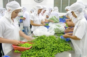 Tin tức kinh tế ngày 26/8: Xuất khẩu rau quả 8 tháng đạt kỷ lục
