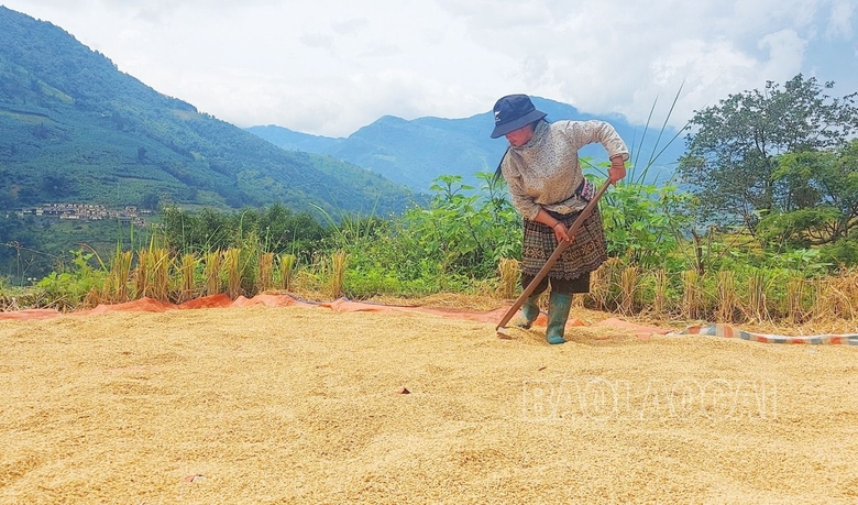 Mùa lúa vàng ở thung lũng di sản quốc gia ruộng bậc thang Thề Pả Mùa lúa vàng ở thung lũng di sản quốc gia ruộng bậc thang Thề Pả