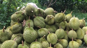 Tin tức kinh tế ngày 10/9: Giá sầu riêng tăng đột biến