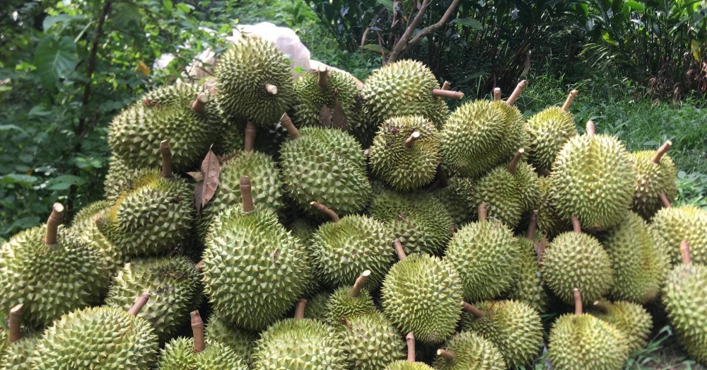 Tin tức kinh tế ngày 10/9: Giá sầu riêng tăng đột biến Tin tức kinh tế ngày 10/9: Giá sầu riêng tăng đột biến