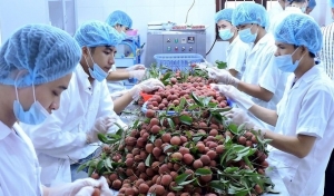 Tin tức kinh tế ngày 3/10: Xuất khẩu rau quả có thể lập kỷ lục mới trong năm 2023