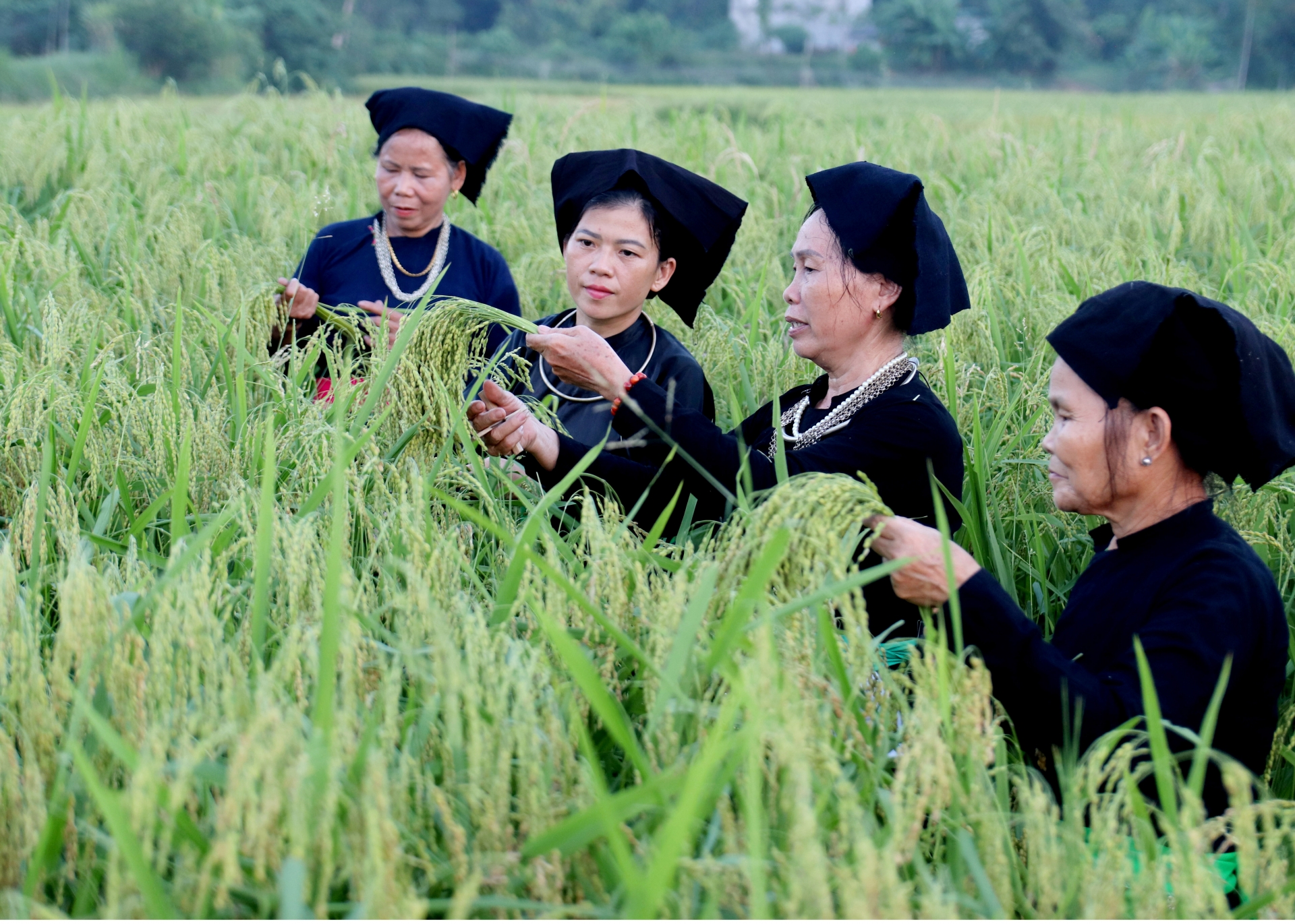 Mùa Thu hương cốm mới Mùa Thu hương cốm mới