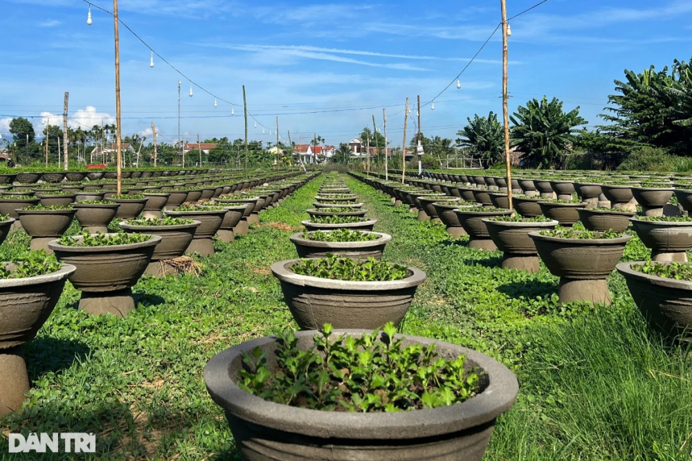 Những người gom nắng 