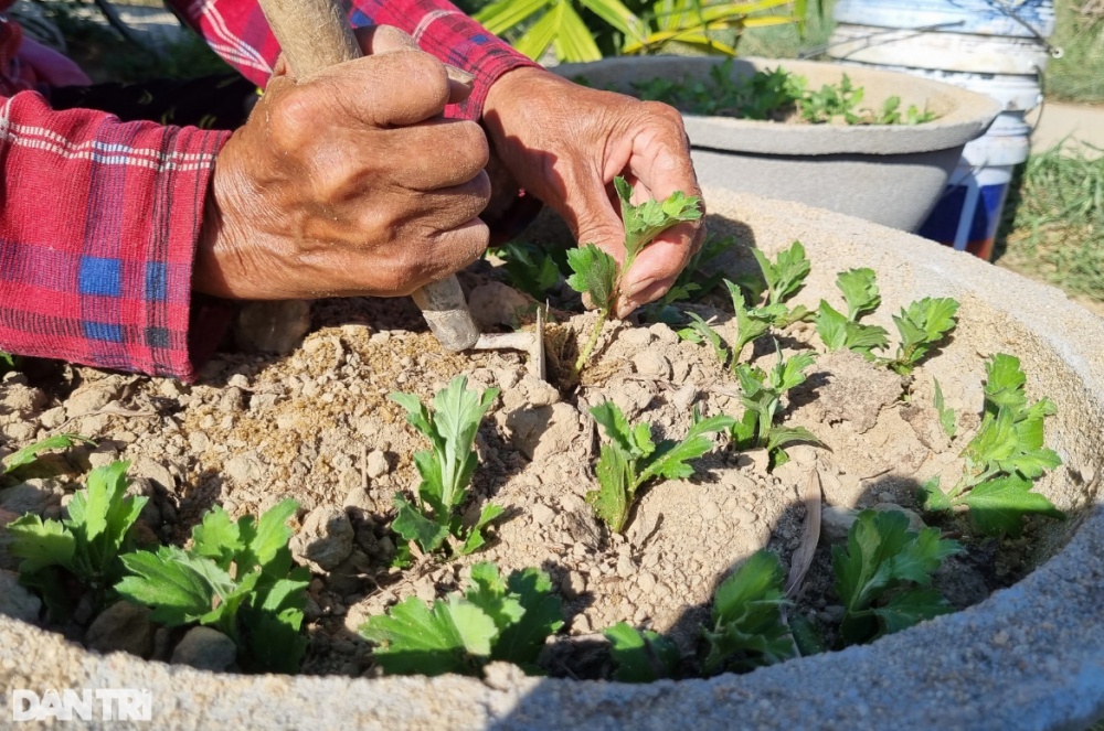 Những người gom nắng 