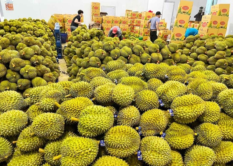 Tin tức kinh tế ngày 5/11: Giá sầu riêng tăng vọt