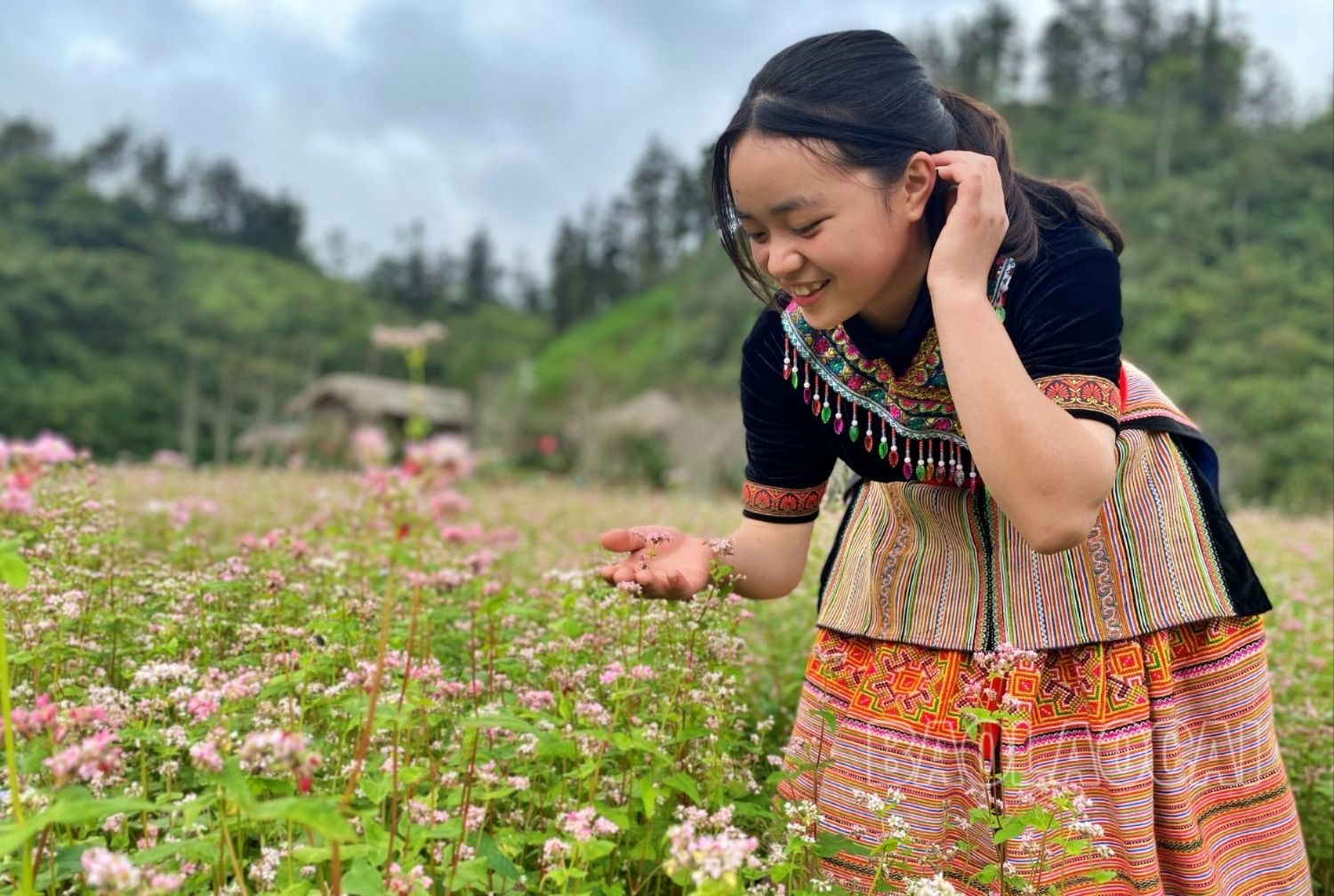 Pả Chư Tỷ mùa hoa tam giác mạch