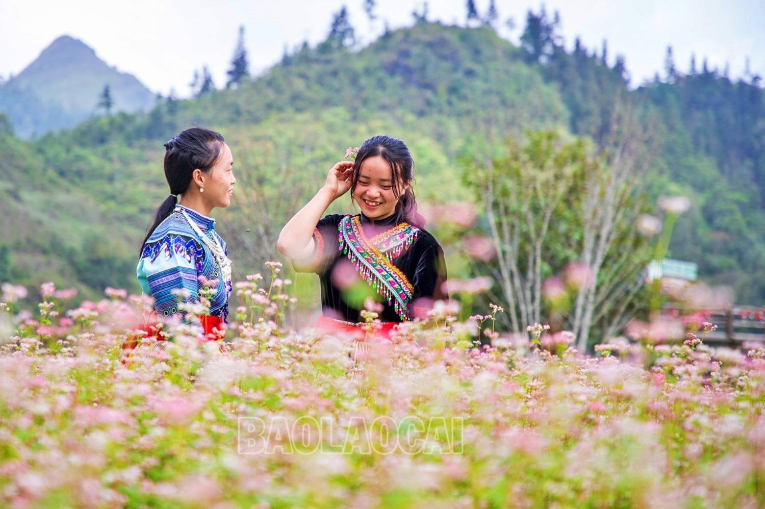 Pả Chư Tỷ mùa hoa tam giác mạch