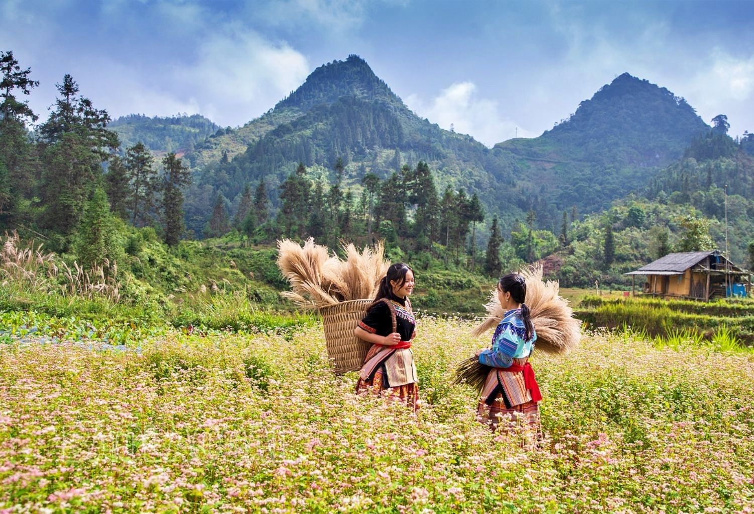 Pả Chư Tỷ mùa hoa tam giác mạch