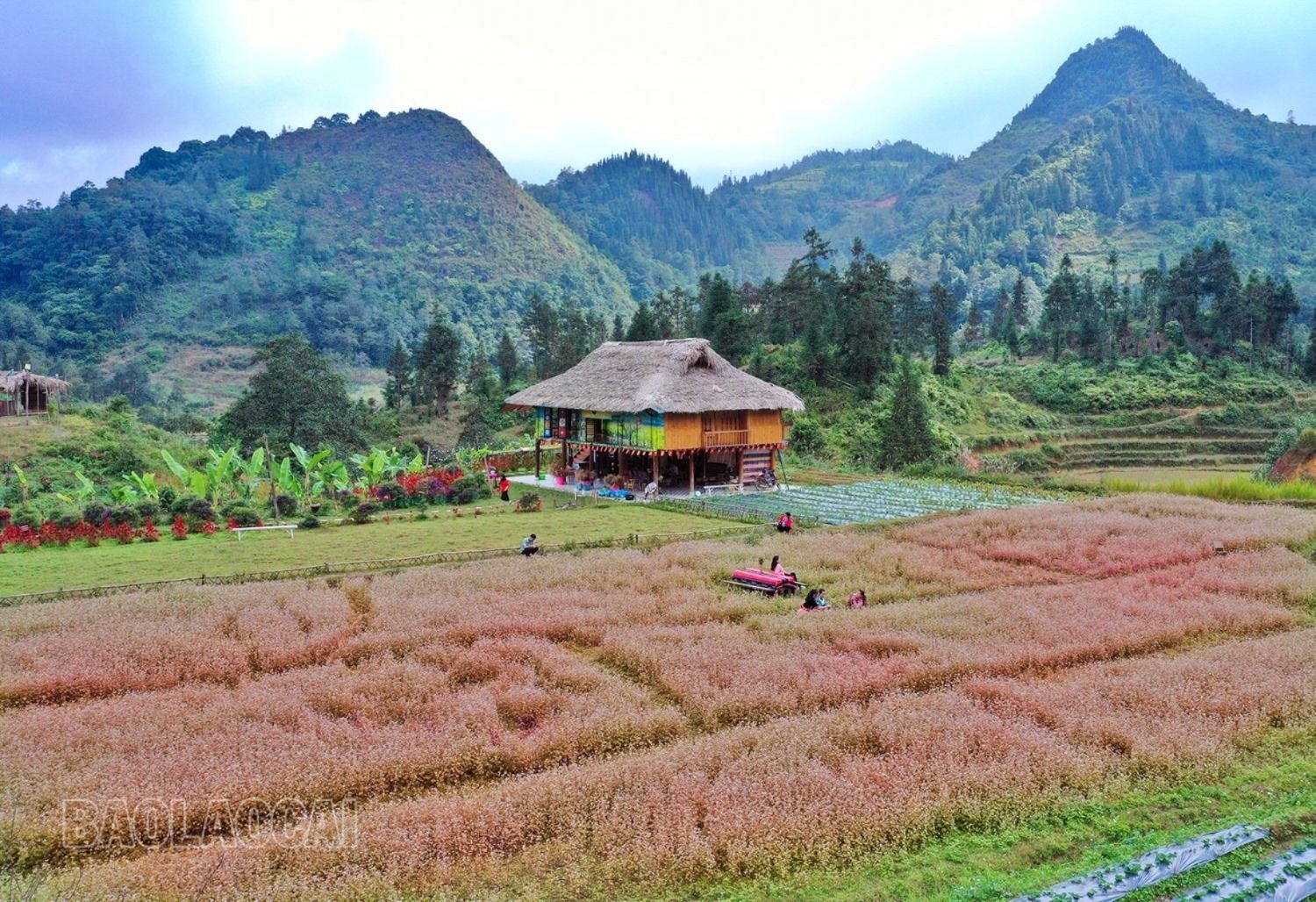 Pả Chư Tỷ mùa hoa tam giác mạch